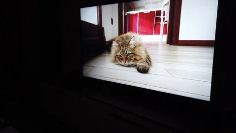 Nice cat looking a video at the television Vídeo Stock 123983479