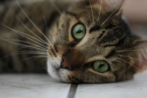 Nice cat model 스톡 사진