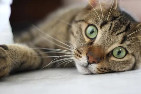 Nice cat model 스톡 사진