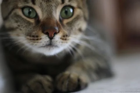 Nice cat model 스톡 사진