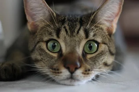 Nice cat model 스톡 사진