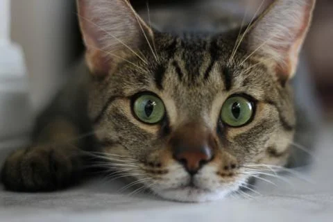 Nice cat model 스톡 사진