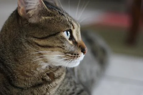 Nice cat model 스톡 사진