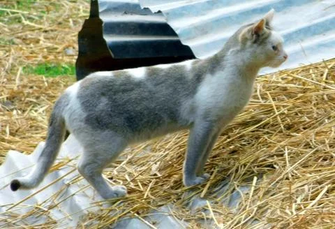 Nice cat Stockfoto's