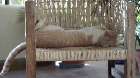 Nice cat sleeping hard Stock Footage 46161969