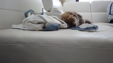 Nice cat sleeping on a sofa, lying in relax Vídeo Stock 128178965