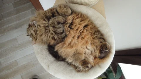 Nice cat sleeping supine on the scratching post 動画素材 125850896