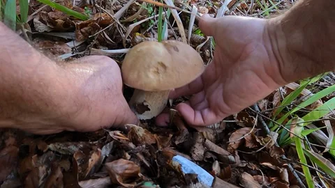 Nice catch of a young boletus specimen at the edge of the forest Stock Footage 295320975
