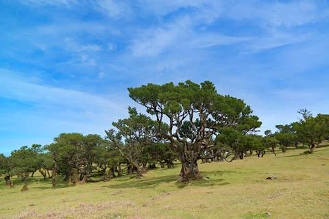 Nice cedar in madeira Stock Photos