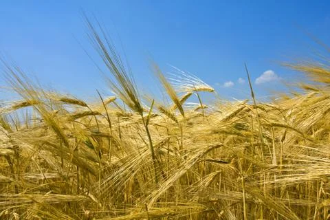 Nice cereal field Stock Photos