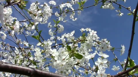 Nice cherry blossom Stock Footage 24695776