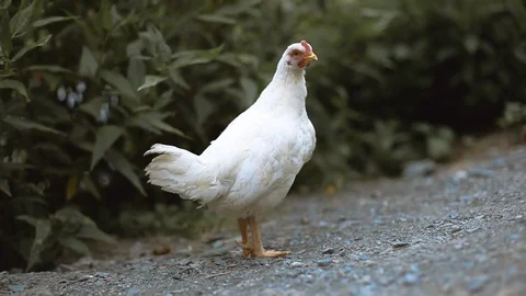 Nice chicken 動画素材 105760577