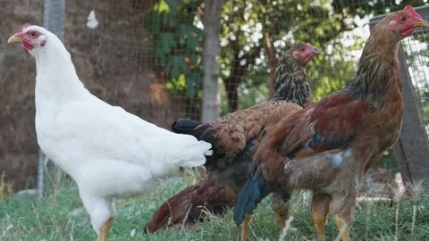 Nice chickens looking at opposite side. Farmland full of chickens. White and bro Stock Footage 137091816