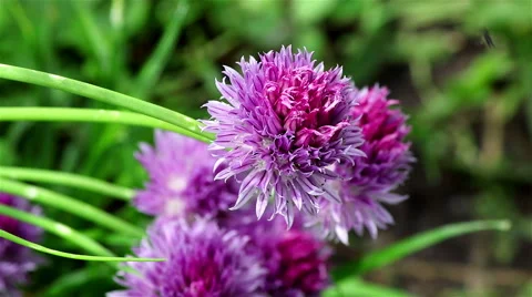 A nice chives flower Stock Footage 68680924