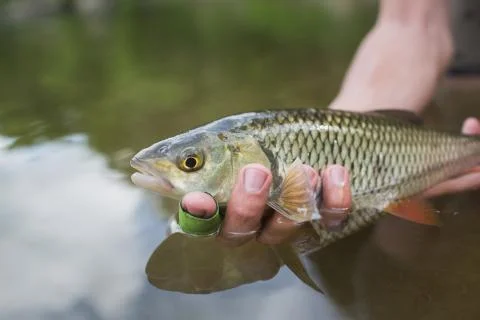 Nice chub caught on a bite is going to be released Foto stock