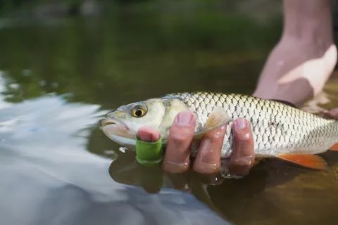 Nice chub caught on a bite is going to be released Stock Photos