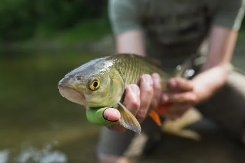 Nice chub caught on a bite is going to be released Foto stock