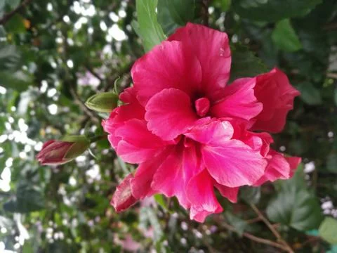 Nice Click of flower 库存照片