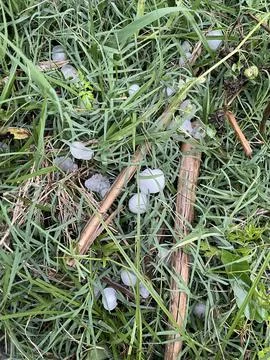 A nice click of sleet in the grass. Stock Photos