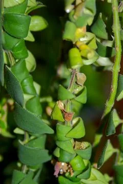 A nice close-up of a Ficus Benjamina Barok Stock Photos