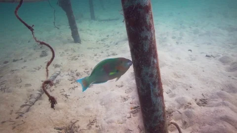 Nice close shot of a beautiful Parrotfish eating algae crusted in an 動画素材 100836208