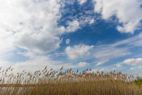 Nice clouds on sky and dry high grass Stock Photos