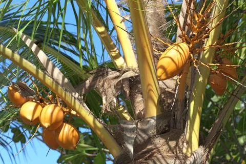 Nice coconuts in the tropical forest Foto stock