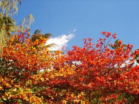 Nice colored Broadleaf Trees Stock Photos
