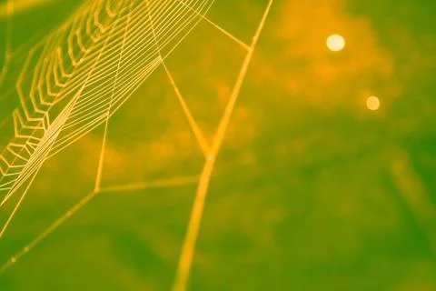 Nice colored cobweb Stock Photos