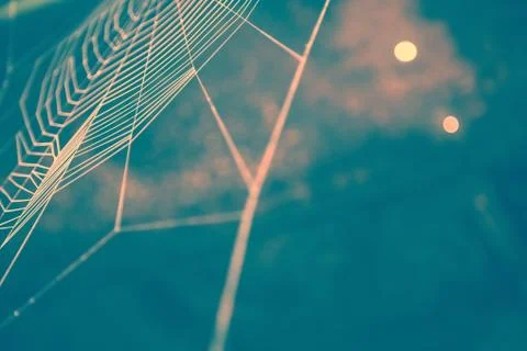 Nice colored cobweb Stock Photos