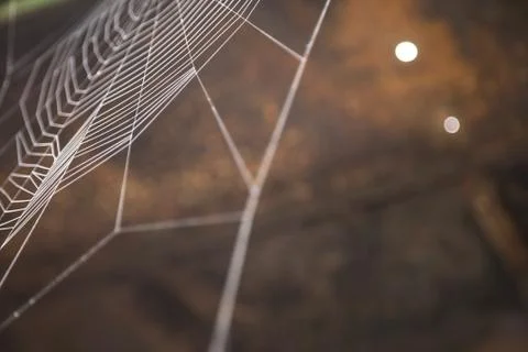 Nice colored cobweb Stock Photos