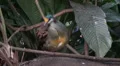 Nice colored tropic Dove HD Footage