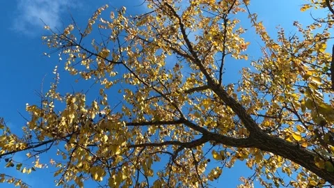 Nice colorful leafs on the beautiful blue sky. Stock Footage 165455219
