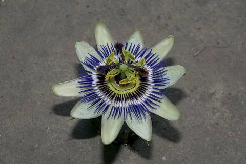 Nice colorful passiflora Stock Photos