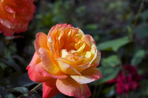 Nice colorful rose in a garden Stock Photos