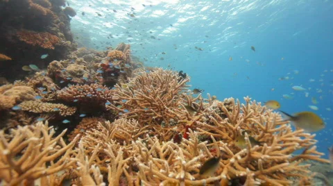 Nice coral reef towards surface Stock Footage 668711