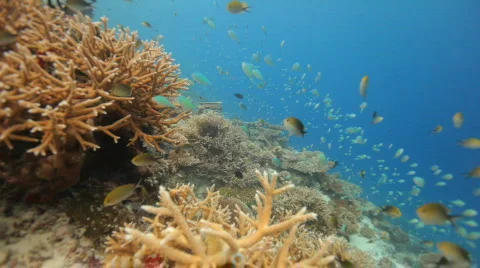 Nice corals with reef fish Stock Footage 681648