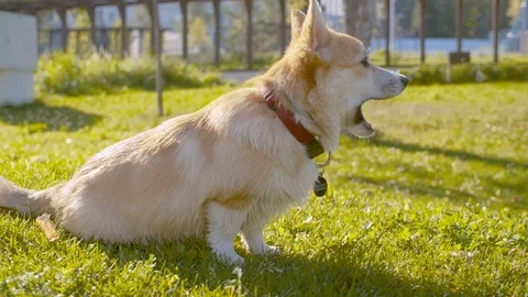 Nice corgi dog sitting on the grass Video stock 116535258