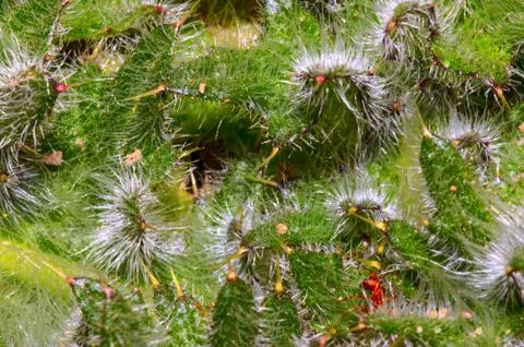 Nice couch grass 写真素材