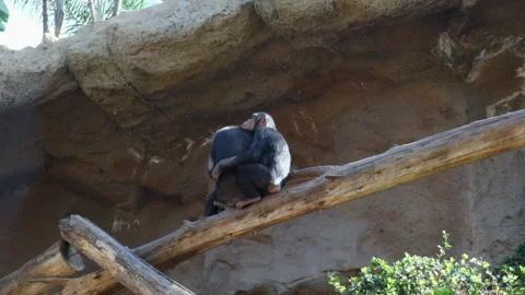 Nice Couple of chimpanzees embraced Stock Footage 132788760
