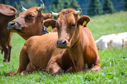Nice cows on the meadow Stock Photos