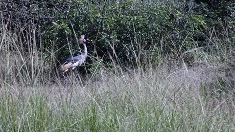 Nice crane slowly walking in the green grassland of akagera national park. Stockbeeldmateriaal 112213285