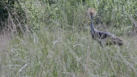 Nice crane slowly walking in the green grassland of akagera national park. Stock Footage 112213559