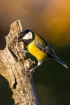Nice curious small great-tit avian sitting on dry twig Stock Photos