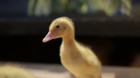 Nice cute little duck Stock Footage 71841144