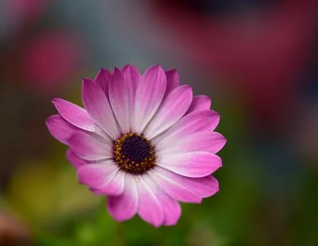 Nice daisy flower - close up view Stock Photos