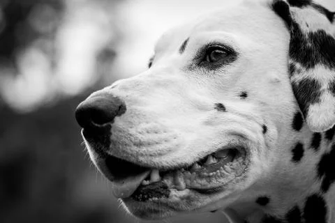 Nice dalmatian face Foto stock