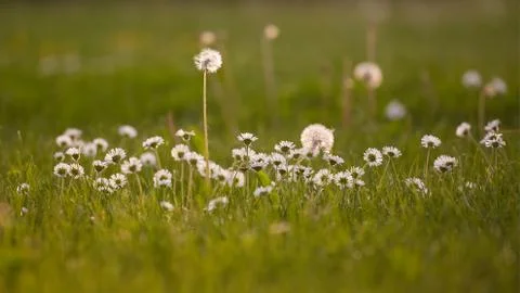 Nice dandelions on the meadow at spring Stock-Fotos