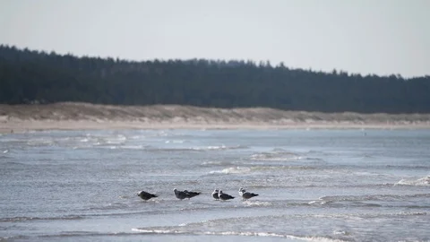 Nice day by Baltic sea. Stock Footage 106337576