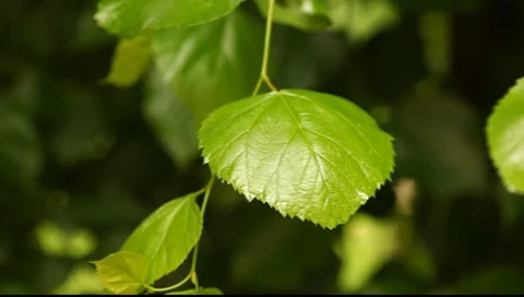 Nice deep-green lime tree leaf close up shot Stock Footage 7382832